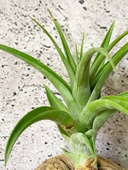 Amazon.co.jp: Frontier Plantsチランジアフレクスオーサ T